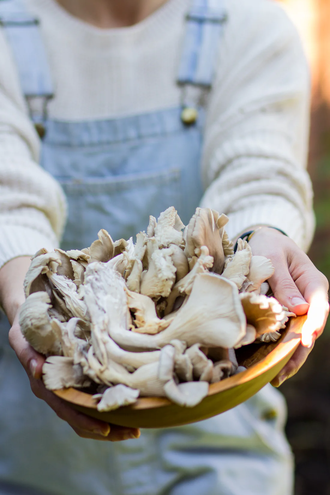Fresh oyster mushrooms