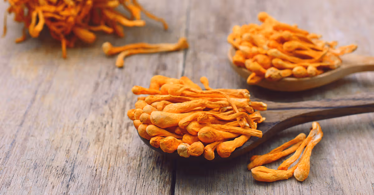 Bright orange cordyceps militaris